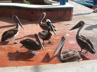 pelicans, Puerto Ayora