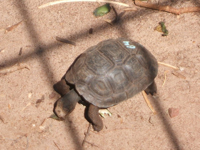 baby tortoise, Charles Darwin Research Station