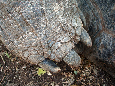 tortoise foot, Charles Darwin Research Station