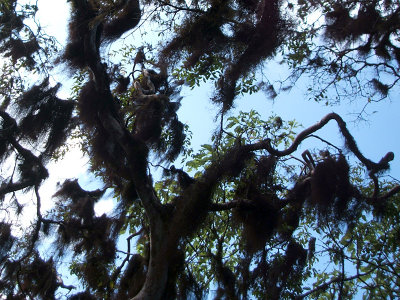 scalesia trees, Los Gemelos, Santa Cruz