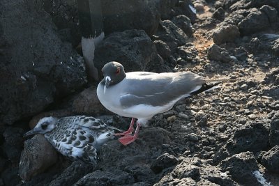 swallow-tailed gull and chick,  South Plazas