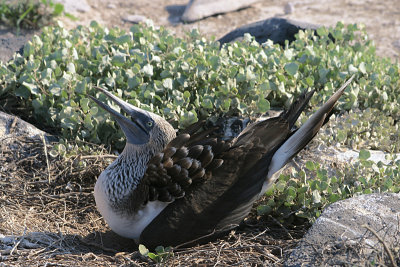 nesting blue-footed booby, Punta Suarez