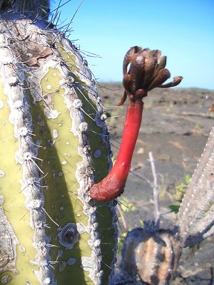 candelabra cactus flower
