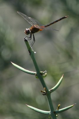 sympetrum dragonfly on Scutia pauciflora