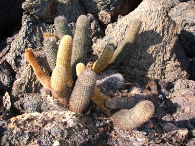 lava cactus