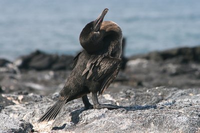 flightless cormorant, Punta Espinosa