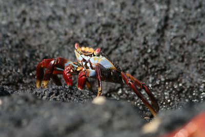 young sally lightfoot crab, Punta Espinosa