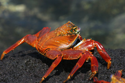 sally lightfoot crab, Punta Espinosa