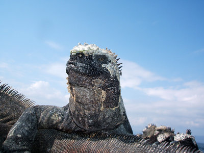 jaunty marine iguana, Punta Espinosa