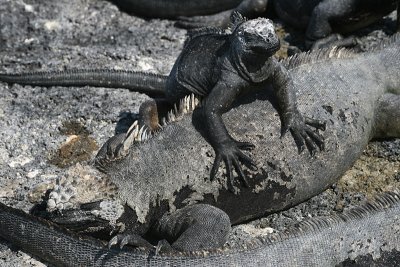 young marine iguana, Punta Espinosa