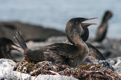 flightless cormorant on nest, Punta Espinosa