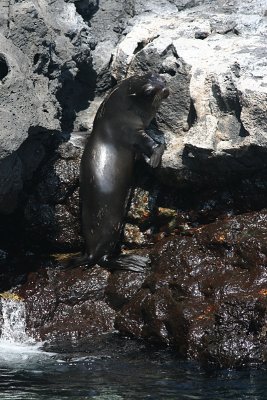 fur seal, Puerto Egas