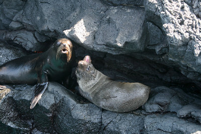 fur seal argument , phase I