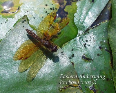 Eastern Amberwing (male)
