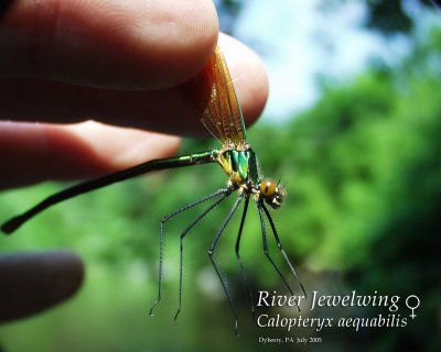 River Jewelwing (female)