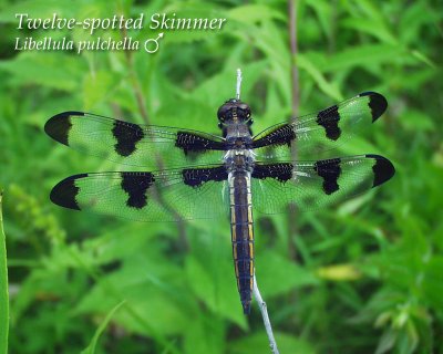 Twelve-spotted Skimmer (male)