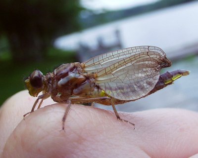 unidentified libellulid teneral