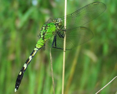 Eastern Pondhawk (female)