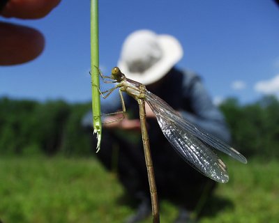 unidentified spreadwing damselfly (teneral)