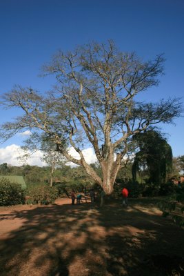 a tree called Albizia kilimanjarica