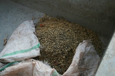 coffee beans, after fermenting and drying