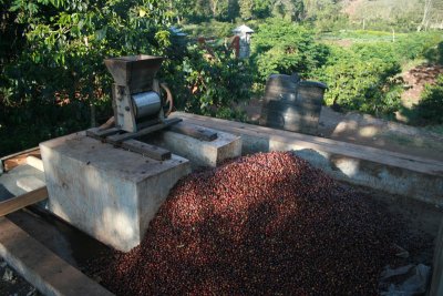 coffee beans, waiting for the first husking