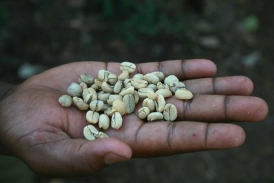 coffee beans, prior to the second husking