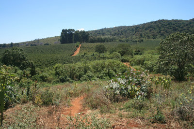 view of Ngela coffee plantation from Gibb's plantation