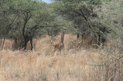baby giraffe