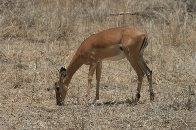 female impala