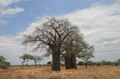 baobab trees