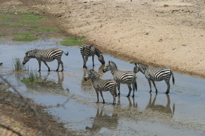 zebra, Tarangire river