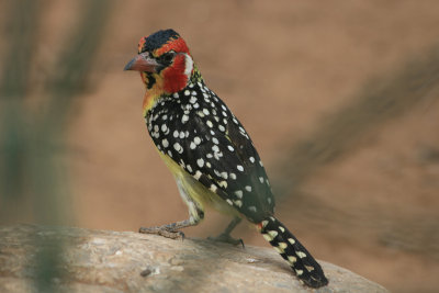 red and yellow barbet