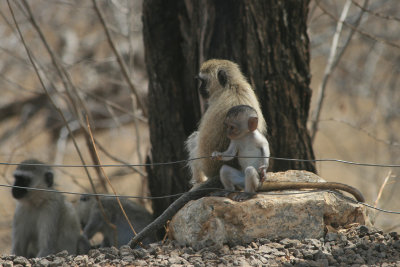 vervet monkeys