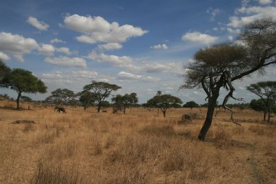 elephant landscape
