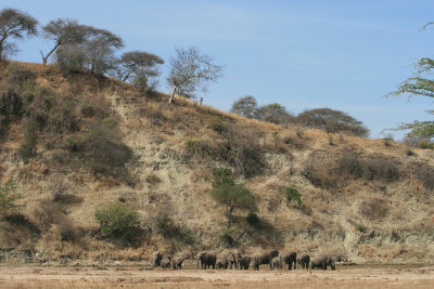 elephants at the river