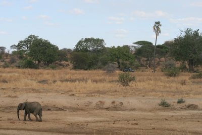 single elephant