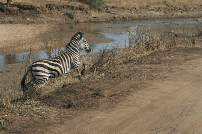 zebra climbing the riverbank