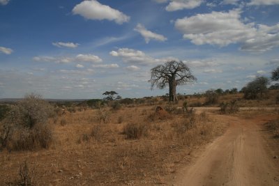 T intersection of park roads