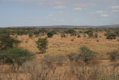 landscape, zebra herd