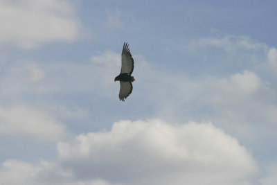 bateleur in flight