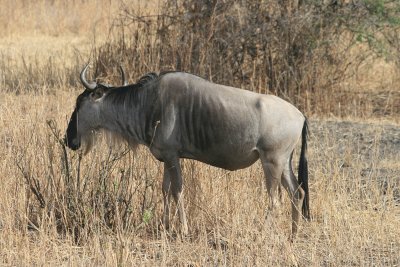wildebeest