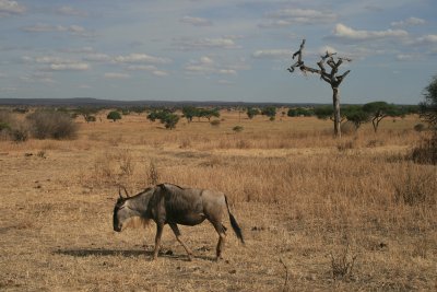 wildebeest and tree