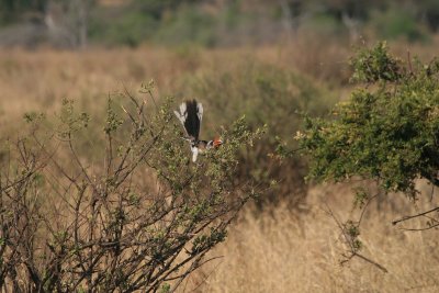red-billed hornbill