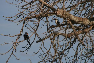 red-billed hornbills in tree