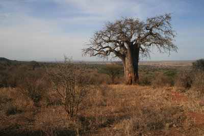 baobab tree