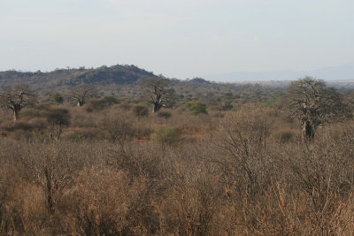 baobabs in the landscape