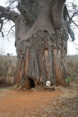 Poachers Hide