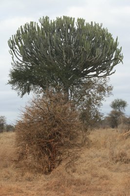 candelabra tree
