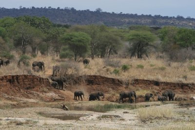 elephants visit the river